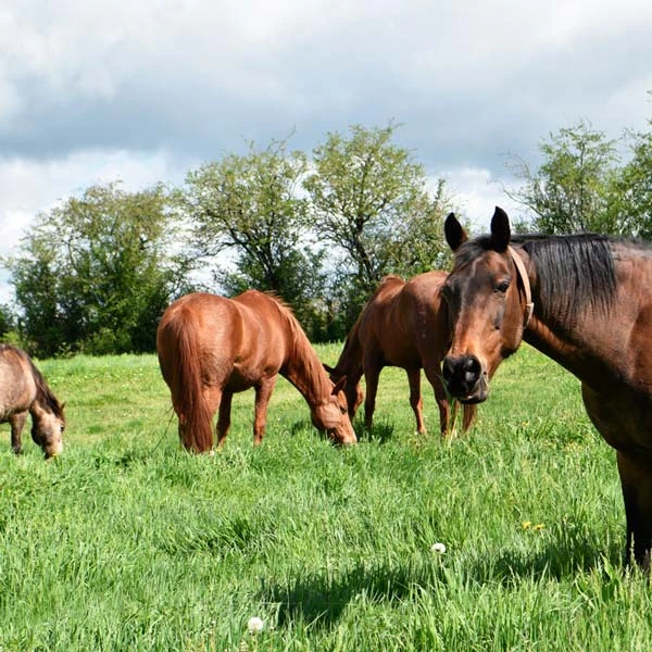 Pension pour chevaux à Pailherols, Cantal